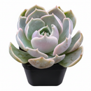 Echeveria 'Lotus'