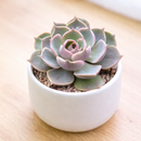 Echeveria 'Lotus'