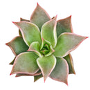 Echeveria Madiba