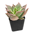 Echeveria Madiba