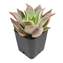 Echeveria Madiba