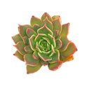 Echeveria Manana