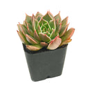 Echeveria Manana