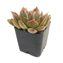 Echeveria Manana