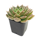 Echeveria Manana