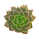 Echeveria Manana