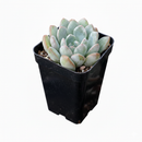 Echeveria 'Morning Dew'
