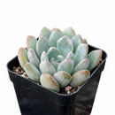 Echeveria 'Morning Dew'