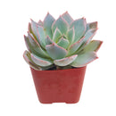 Echeveria Subsessilis Succulent - Echeveria Morning Beauty