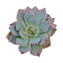 Echeveria Subsessilis Succulent - Echeveria Morning Beauty