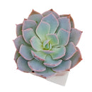 Echeveria Subsessilis Succulent - Echeveria Morning Beauty
