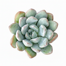 Echeveria 'Morning Dew'