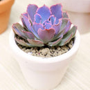 Echeveria Purple Dance - Echeveria Neon Breakers