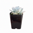 Echeveria peacockii - Peacock Echeveria