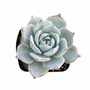 Echeveria peacockii - Peacock Echeveria