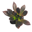 Echeveria Preta