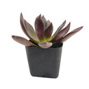 Echeveria Preta