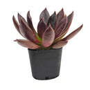Echeveria Preta