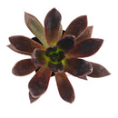 Echeveria Preta
