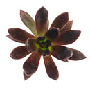 Echeveria Preta