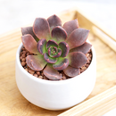 Echeveria Preta