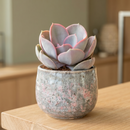 Echeveria 'Red Sky'