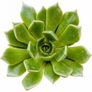 Echeveria 'Rosetta Olive'