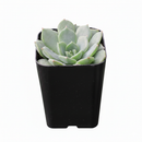 Echeveria Sofia