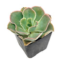 Echeveria 'Water Ripple'