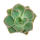 Echeveria 'Water Ripple'