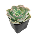 Echeveria 'Water Ripple'