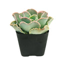 Echeveria 'Water Ripple'
