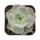 Echeveria 'Water Ripple'