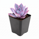 Echeveria Afterglow