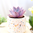 Echeveria Afterglow