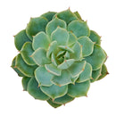 Echeveria Fleur Blanc