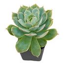 Echeveria Fleur Blanc