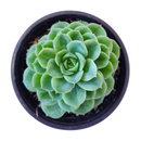 buy echeveria lime and chili live succulent 2 inch online, echeveria lime and chili showing natural stress coloring with deep pink tips, compact frosty lime rosette, slow growing and clustering habit, non-toxic and pet friendly