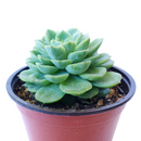 buy echeveria lime and chili live succulent 2 inch online, echeveria lime and chili showing natural stress coloring with deep pink tips, compact frosty lime rosette, slow growing and clustering habit, non-toxic and pet friendly
