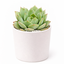 Echeveria Mindo Ilin