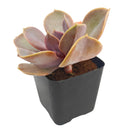 Echeveria 'Red Sky'