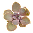 Echeveria 'Red Sky'