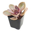 Echeveria 'Red Sky'