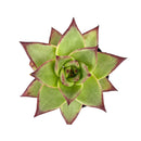 Echeveria agavoides 'Ebony'