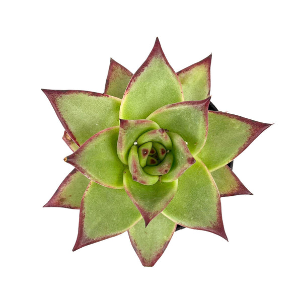 abane succulent Echeveria agavoides 'Ebony' - Rare Succulent Plant