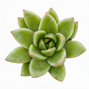Echeveria agavoides 'Miranda'