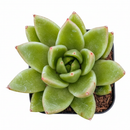 Echeveria agavoides 'Miranda'