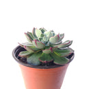 4 inch echeveria ciliata x nodulosa live succulent for sale, rich green foliage with vivid burgundy margins and backs, glaucous textured velvety leaves in a symmetrical rosette, compact yet sprawling growth style perfect for container planting, easy care sun-loving hybrid succulent, striking bohemian or architectural indoor decor accent, a rare and memorable succulent gift for any plant enthusiast