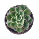 4 inch echeveria ciliata x nodulosa live succulent for sale, rich green foliage with vivid burgundy margins and backs, glaucous textured velvety leaves in a symmetrical rosette, compact yet sprawling growth style perfect for container planting, easy care sun-loving hybrid succulent, striking bohemian or architectural indoor decor accent, a rare and memorable succulent gift for any plant enthusiast