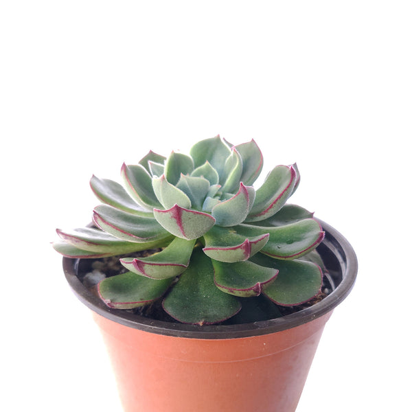 nodulosa succulent Echeveria Ciliata x Nodulosa Succulent with Care Instruction